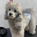 그루머솔 이미지