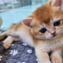 도그마루 강아지 고양이 양산화명점 | 도그마루 강아지고양이 양산화명점에서 행복한 시간을 선물 받았어요.