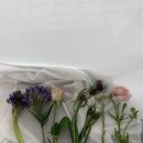 체리쉬독 이미지