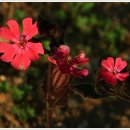 도비산 등산로 이미지