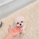 천안강아지분양 우리집퍼피 천안아산본점 (하이도그) 이미지