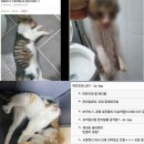 고양이를 혐오하는 악플러들… 전부 30대 무직백수 남성 이미지