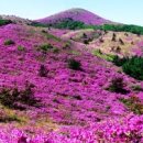 산철죽 군락지 이미지