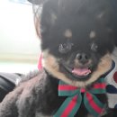 아토 강아지 미용실 이미지