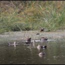 대평오리 이미지