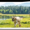 제주 헬로우펫 이미지