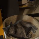 역삼역 5분 거리 에어비엔비 후기｜고양이 때문에 또 가고 싶은 강남 숙소