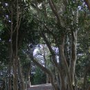 완도 예송리 상록수림 이미지