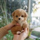 송이로14길 | 하남강아지무료분양 꿀 정보와 솔직 후기까지