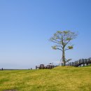 소삼도 Daum카페