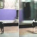 꼬리 흔드는 강아지 이미지