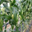 싱싱과일야채 이미지