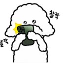 521펫살롱 이미지