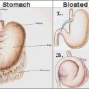 24시알파동물메디컬센터 이미지