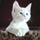 우리집동물병원 이미지