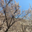 용답역(2) | 서울 용답역 청계천 하동매실거리 꽃구경 후기 | 하동매화거리, 서울 봄꽃구경