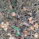 황금비단그물버섯 (솔버섯) 이미지