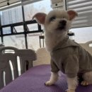 댕댕아리 이미지