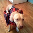 다녀올개 이미지