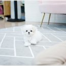 스타일독앤캣강아지고양이경기광주점