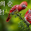 반드시 봐야 할 세계 최고의 구애 춤을 추는 새 15종! 너무 매혹적입니다! 이미지
