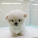 인천강아지분양 테디럽 이미지