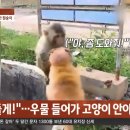 우물에 빠진 새끼 고양이 구하려는 원숭이 이미지