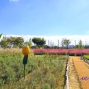 낙동강변로7-17 | 창원 대산플라워랜드 - 코스모스 &amp; 핑크뮬리의 계절 (2025.10.25.)