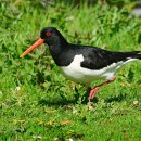 퍼펙트카 이미지