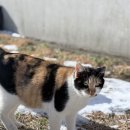 심플토산 이미지