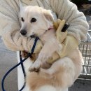 강서구자원봉사센터 | [부산동물보호센터] 유기견봉사후기 2026.1 ③