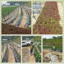 민준농장 이미지