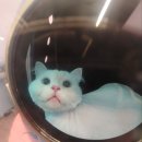 미니마니몽 | 장모종도 단모종도 고양이 무마취 미용은 천안 두정동 미니마니몽에서~!