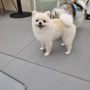 하이몽 애견미용실 이미지