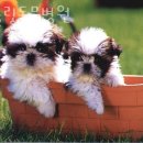 남서울동물병원 이미지