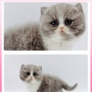 광주고양이분양 제나캣 광주점 이미지