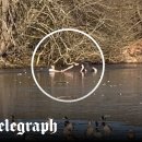 Beauty in Dog's 이미지