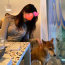 대한사료 노동조합 | 강아지 눈물 사료 고민 그만, 속지 않는 꿀팁