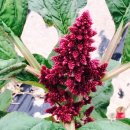 삼성농원 이미지