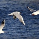 갈매기꿈 이미지