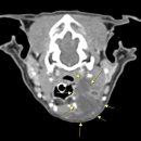 24시 청주이음동물의료센터 이미지