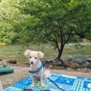 반곡리 용소계곡 공중화장실 | 가평 명지계곡 애견동반 물놀이 주차 평상대여 취사정보 항아리계곡