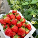 딸기애견 이미지