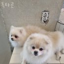 독타곤 이미지