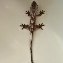 파충류샵 스마일게코 | 부산 파충류샵 제네마게코 분양후기 | 냄새 안 나고 깔끔했어요