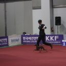 보성이탈리안그레이하운드 이미지