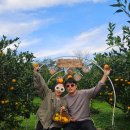 금오름농장 | 제주 금오름근처 가볼만한곳 데이트코스추천 히피웅 감귤체험농장 귤따기체험 성공