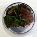 미니정원(테라리움) 이미지