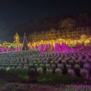 포천교통(지부) | 13만 평에 라벤더·데이지가 가득한 연간 90만 명 찾는 포천 힐링 명소 허브아일랜드