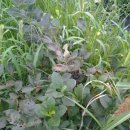 도선농장 이미지